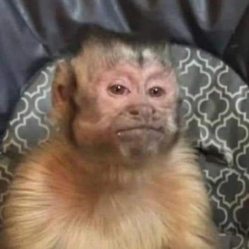 Dissapointed Monkey