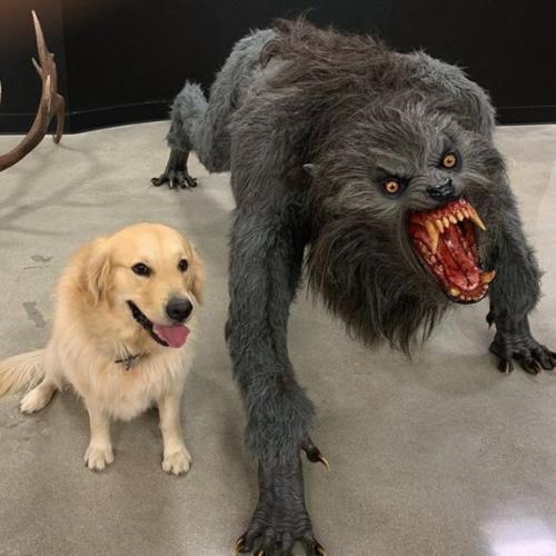 Dog VS Werewolf