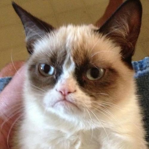 Grumpy Cat