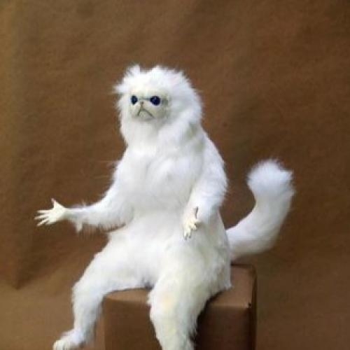 Persian Cat Room Guardian