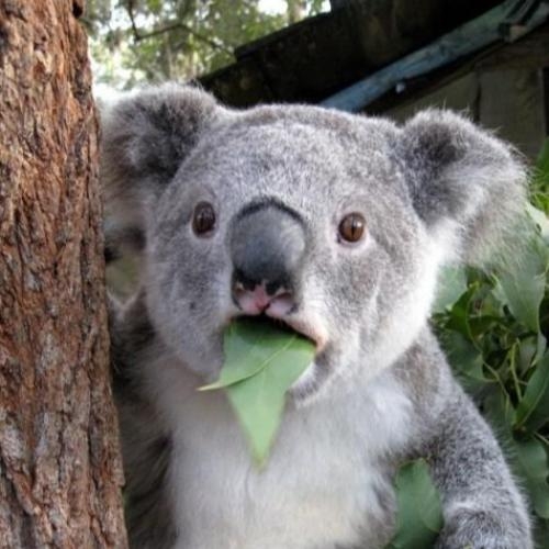 Surprised Koala