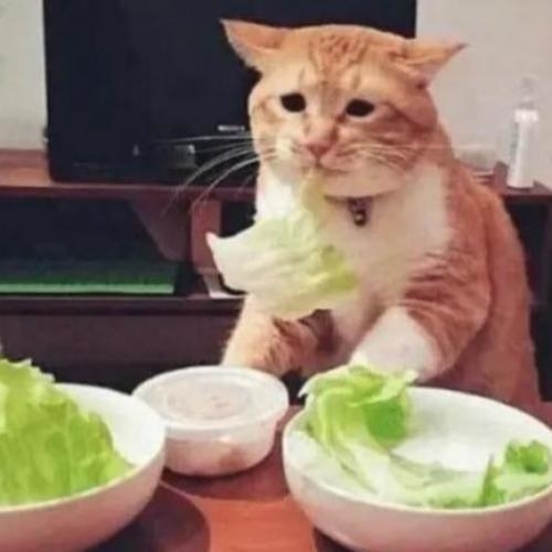 gato lechuga