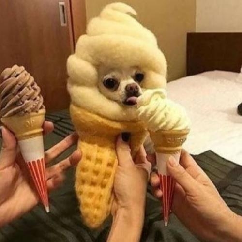 perro helado