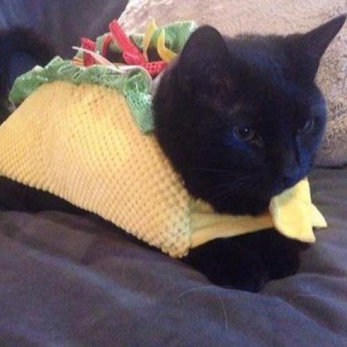 gato taco