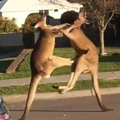 combat de kangourous